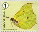 Common Brimstone (Gonepteryx rhamni)