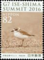 Kentish Plover (Charadrius alexandrinus)
