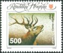 Red Deer (Cervus elaphus)