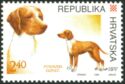 Posavinian Hunting Dog (Canis lupus familiaris)