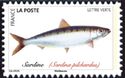 European Sardine (Sardina pilchardus)