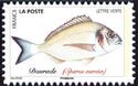 Gilthead Seabream (Sparus aurata)
