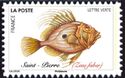 John Dory (Zeus faber)