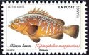Dusky Grouper (Epinephelus marginatus)