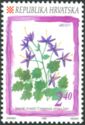 Istrian Belflower (Campanula istriaca)