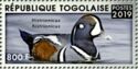 Harlequin Duck (Histrionicus histrionicus)