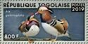 Mandarin Duck (Aix galericulata)