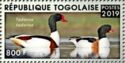 Common Shelduck (Tadorna tadorna)