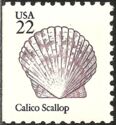 Calico Scallop (Argopecten gibbus)