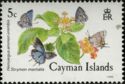 Cayman Lucas's Blue (Hemiargus ammon erembis), Martial Scrub