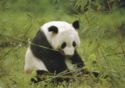 Giant Panda (Ailuropoda melanoleuca)