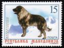 Sarplaninac (Canis lupus familiaris)