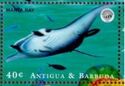 Manta Ray (Mobula sp.)