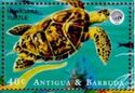 Hawksbill Turtle