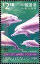 Chinese White Dolphin (Sousa chinensis)