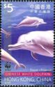 Chinese White Dolphin (Sousa chinensis)