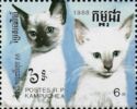 Kittens (Felis silvestris catus)