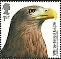 White-tailed Eagle (Haliaeetus albicilla)