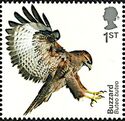 Common Buzzard (Buteo buteo)