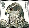 Northern Goshawk (Accipiter gentilis)