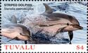 Striped Dolphin (Stenella coeruleoalba)