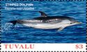 Striped Dolphin (Stenella coeruleoalba)