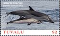 Striped Dolphin (Stenella coeruleoalba)
