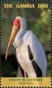 Yellow-billed Stork (Mycteria ibis)