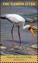 Yellow-billed Stork (Mycteria ibis)