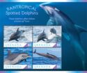 Pantropical Spotted Dolphin (Stenella attenuata)