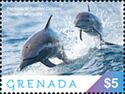 Pantropical Spotted Dolphin (Stenella attenuata)