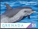 Pantropical Spotted Dolphin (Stenella attenuata)