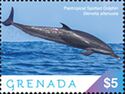 Pantropical Spotted Dolphin (Stenella attenuata)