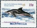 Indo-Pacific Bottlenose Dolphin (Tursiops aduncus)