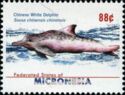 Chinese White Dolphin (Sousa chinensis chinensis)
