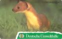 Deutsche Umwelthilfe: Hermelin (Ermine)