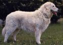 Kuvasz. The Guarding Sheep Dog