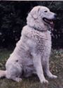 Kuvasz. Protected Natural Values in Hungary