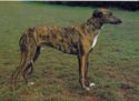 Hungarian Greyhound. Hunter Dog