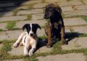 Hungarian Greyhound (puppy)