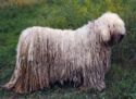 Komondor. The Guarding Sheep Dog