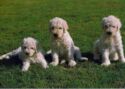 Komondor (puppies)