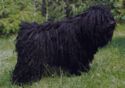 Puli. Herding Sheep Dog