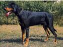 Transylvanian Hound. Hunter Dog