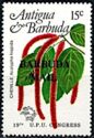 Chenille (Acalypha hispida) - Overprinted