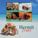 Hermit Crabs