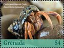 Caribbean Hermit Crab (Coenobita clypeatus)