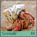 Caribbean Hermit Crab (Coenobita clypeatus)