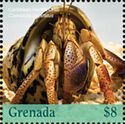Caribbean Hermit Crab (Coenobita clypeatus)