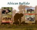 African Buffalo